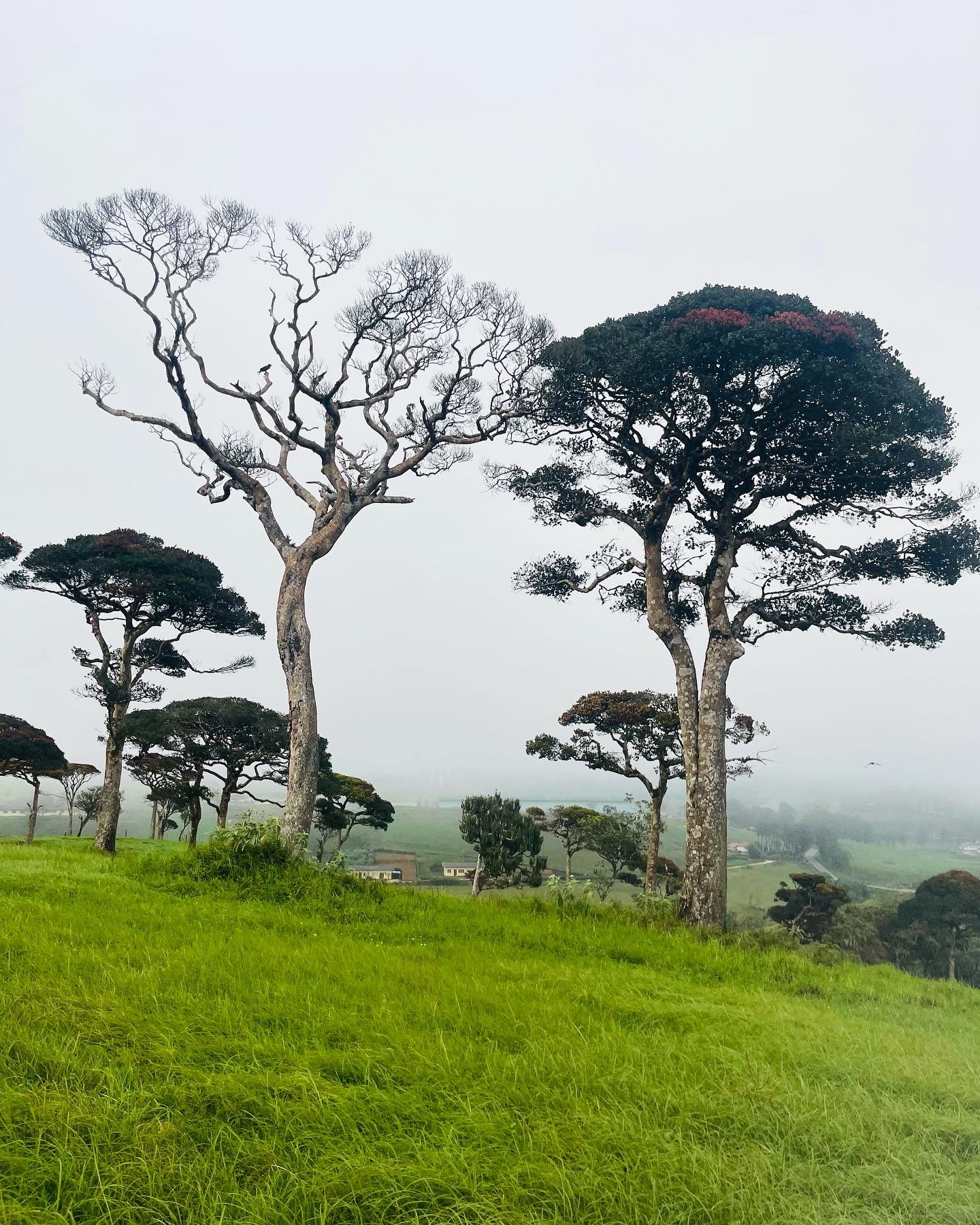 Walk along forests! | Ra-Za-Wee