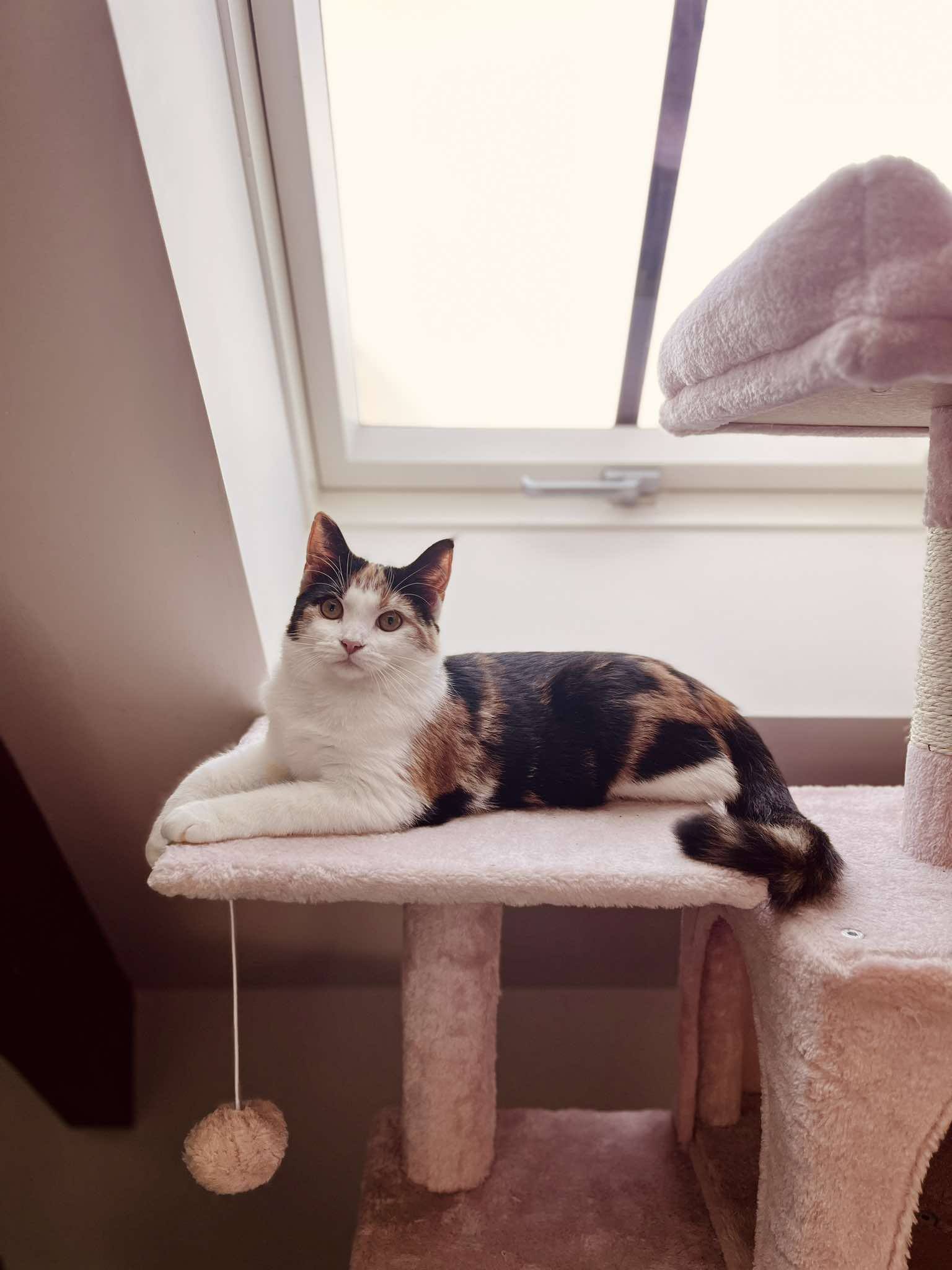 Onze kitten Maya | EnyaMona